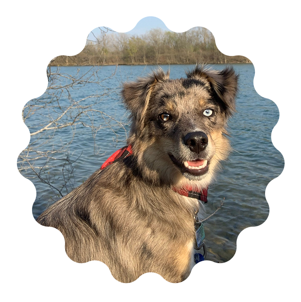 Smiling merle dog with blue and brown eyes
