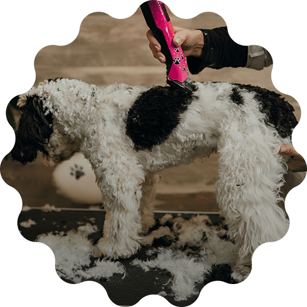 Black and white dog being groomed