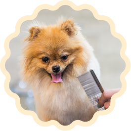 Pomeranian dog being brushed with comb