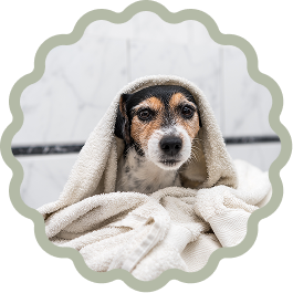 Dog wrapped in towel after bath