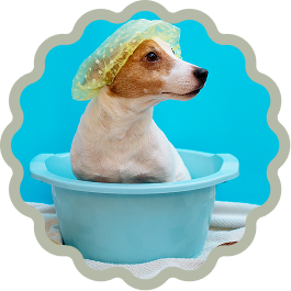 Dog wearing shower cap in blue tub