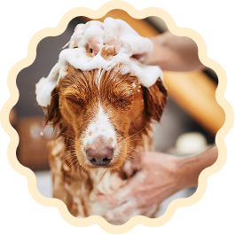 Dog with shampoo suds being bathed