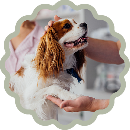 Cavalier King Charles Spaniel being petted