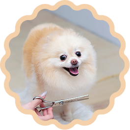 Smiling fluffy Pomeranian being groomed
