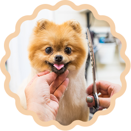 Smiling Pomeranian being groomed with scissors