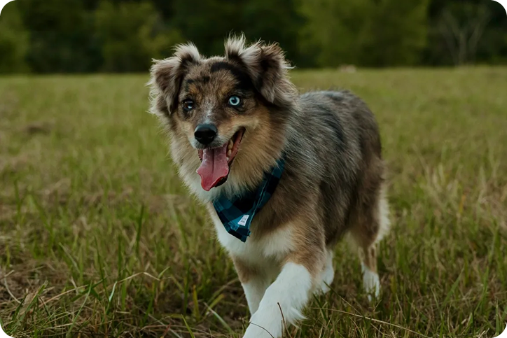 Blue merle dog with bandana running in field