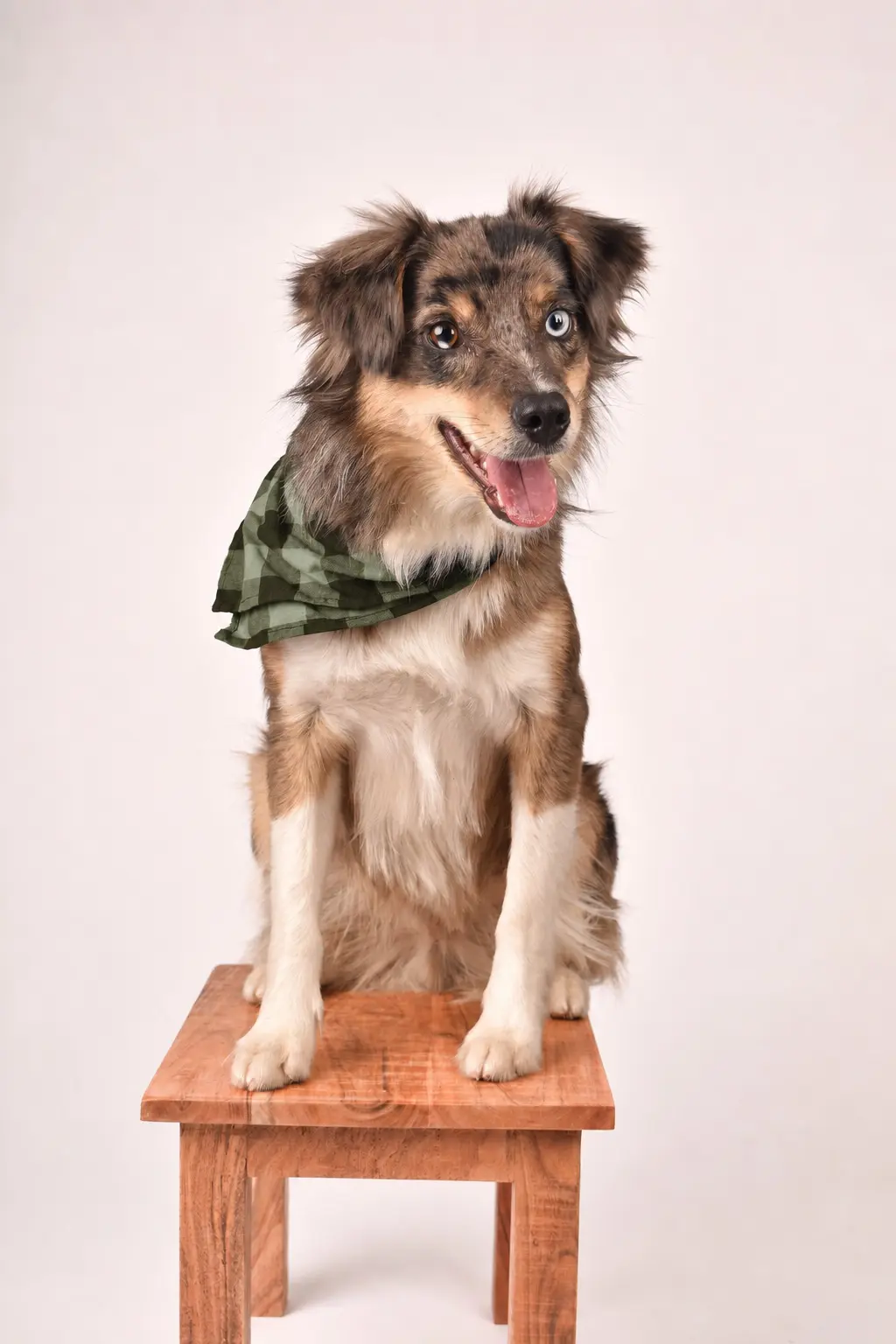 Mylo sitting calmly on a wooden bench wearing an olive green bandana