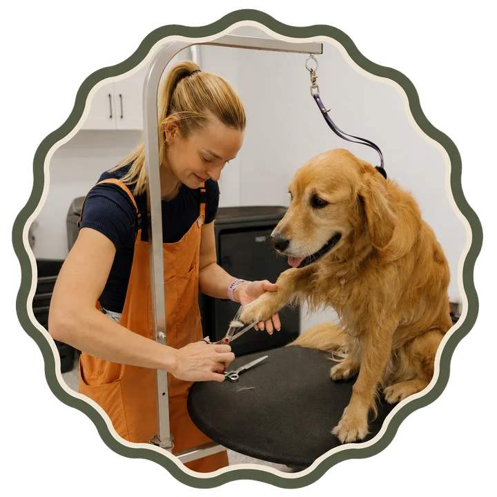 A relaxed golden retriever receiving gentle grooming at Mylo's Haus