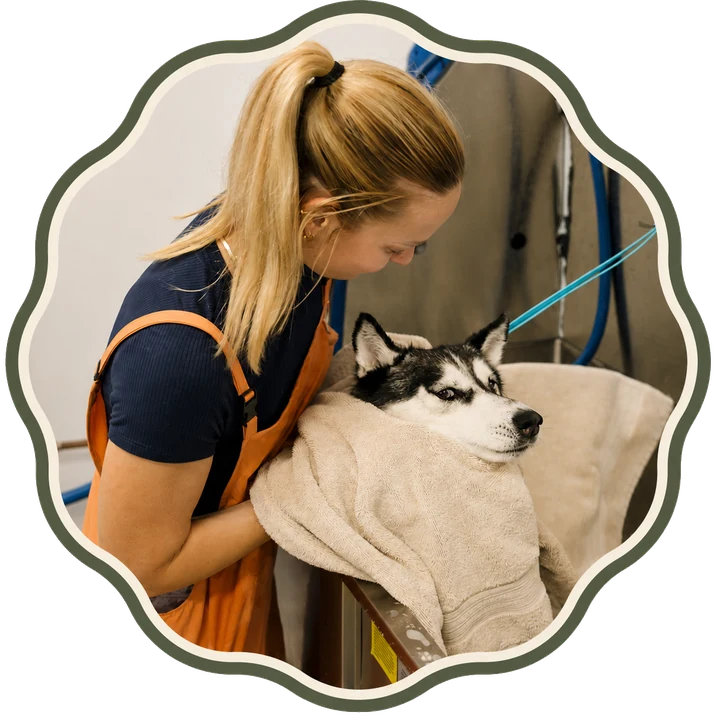 A calm husky wrapped in a towel with its groomer at Mylo's Haus